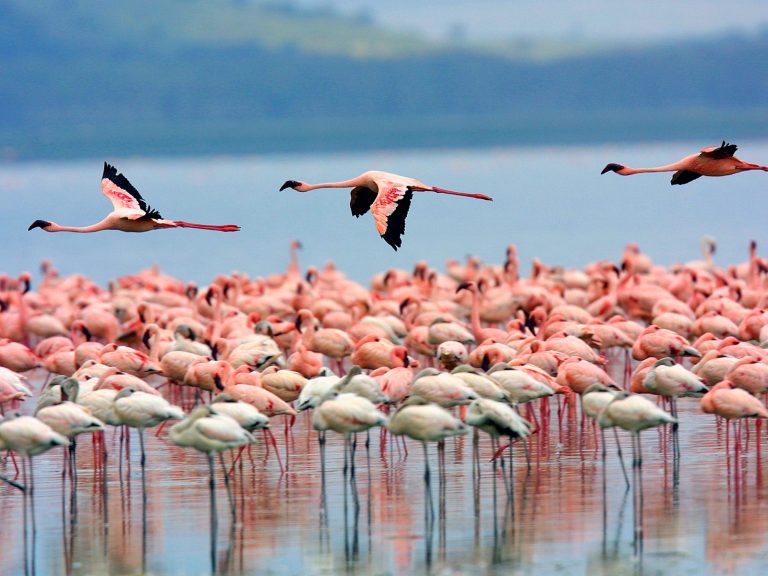 Lake-Nakuru-National-Parka