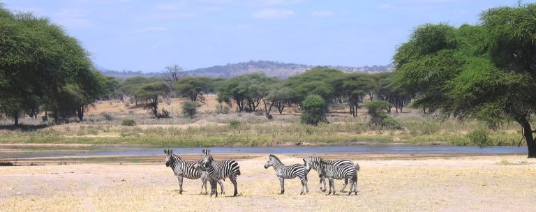 Zebras_in_Ruaha_National_Park_1290_510shar-50brig-20_c1